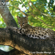 Illustration for article titled Caturday - Leopardus tigrinus Edition